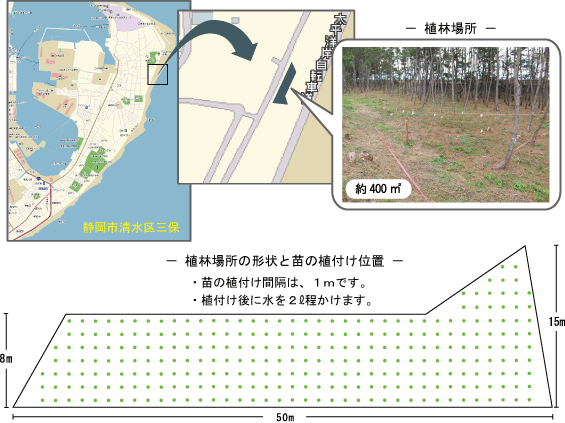 松の苗木320本を植えました